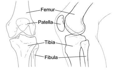 Anatomy of the human knee
